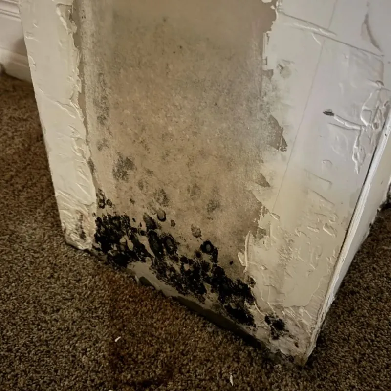 Professional Mold Removal in Allen County, KY